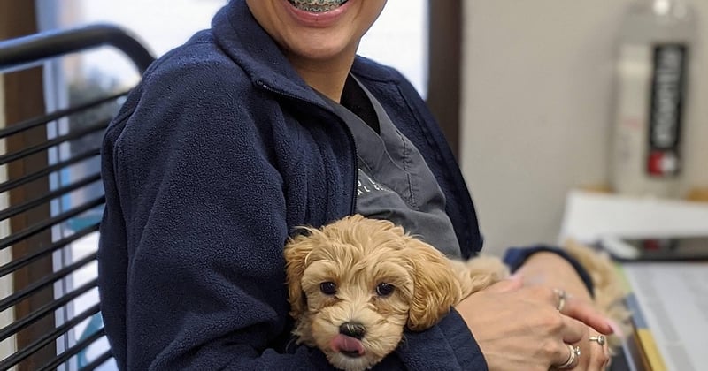 Lettre de motivation stage de 3eme veterinaire : le guide qui décroche