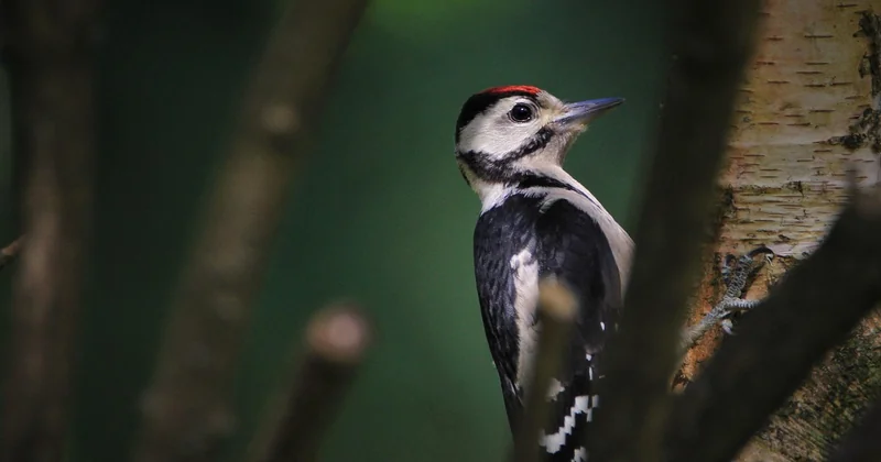 Les produits pour oiseaux chez Auchan : le guide pratique pour bien choisir