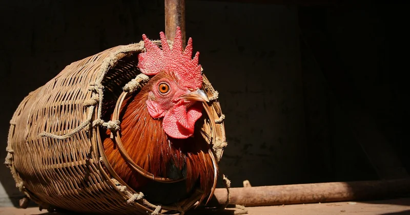 Le bien-être animal : ce que dit la réglementation sur la vente d'oiseaux