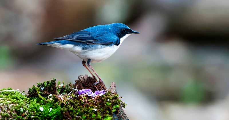 Auchan oiseau : nos conseils pour bien choisir sa volière et ses accessoires